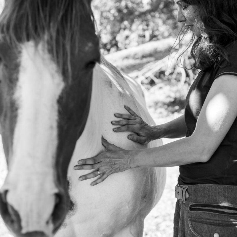 Instant détente durant une séance d'acupression pour chevaux