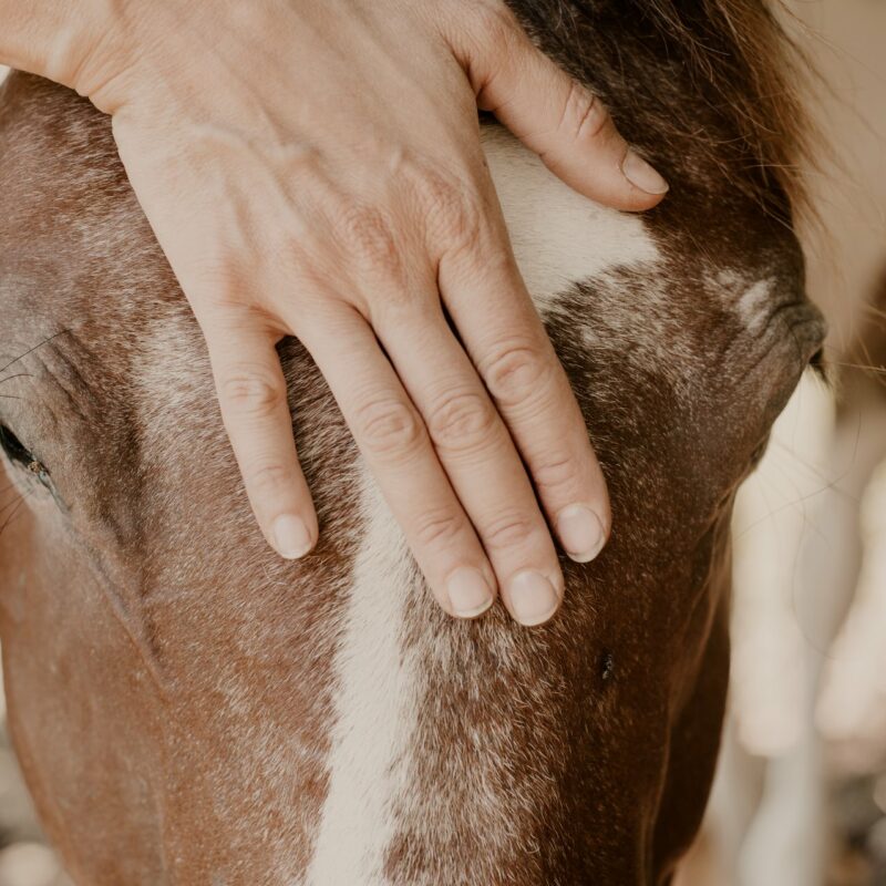 Contacter un expert pour soigner vos chevaux