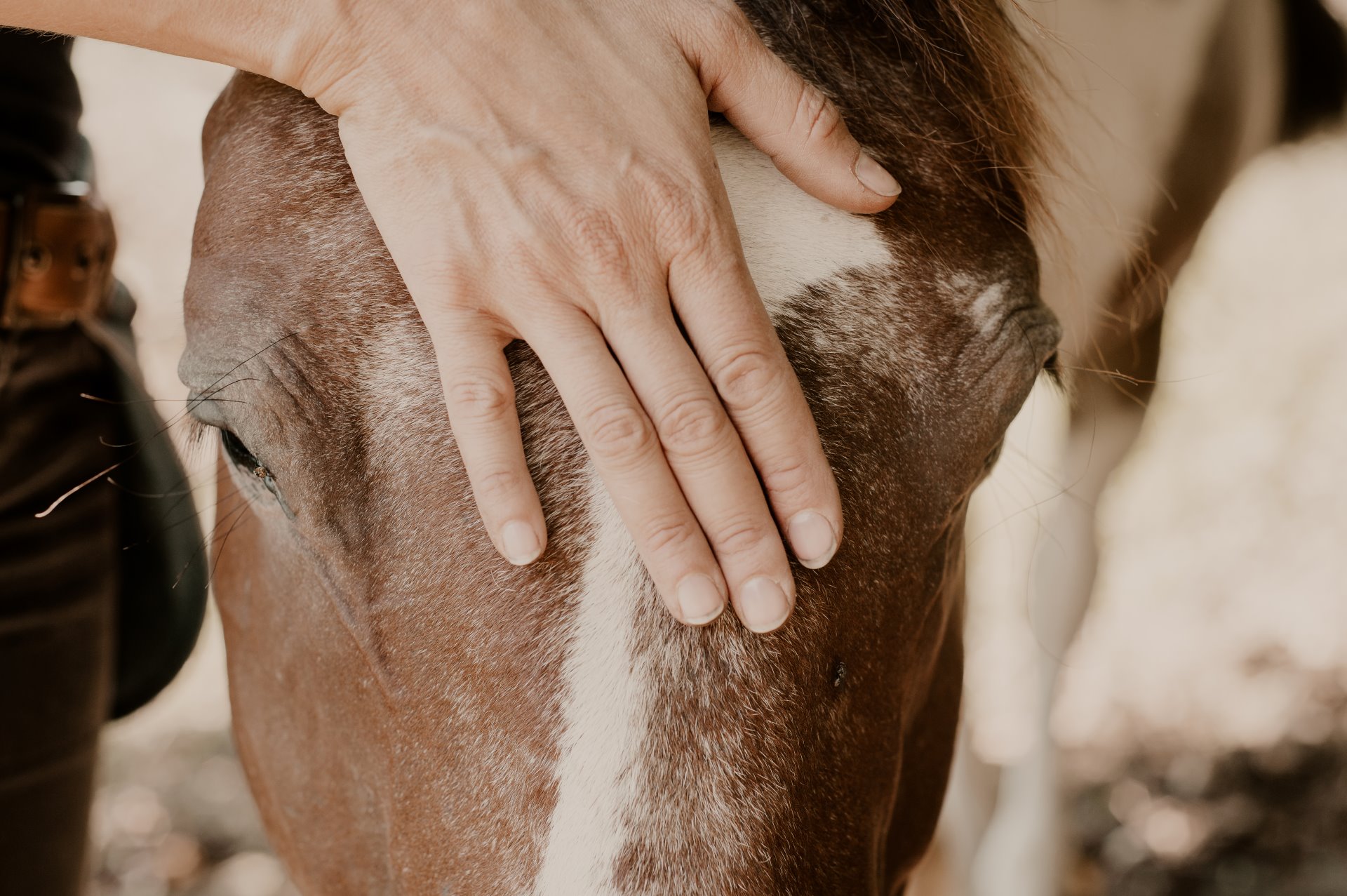 Acupression et shiatsu pour les chevaux : similitudes et différences
