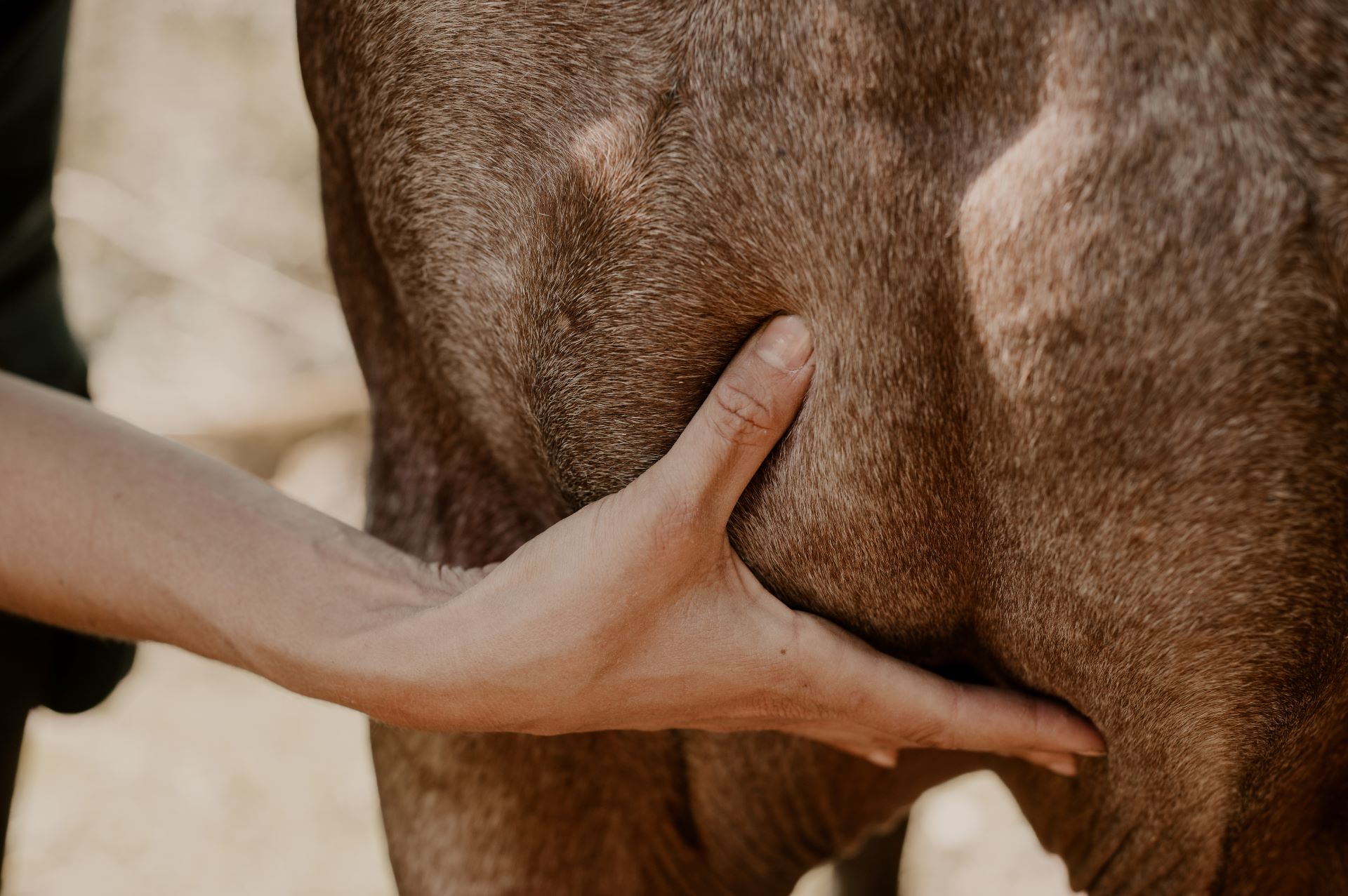 Séance d’acupression pour cheval : déroulement, effets avant/après et bienfaits